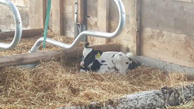 Am selben Tag geborenes Kälbchen