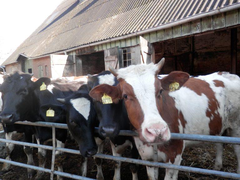 Das Grüne Café geht auf Reisen