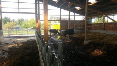 Viel Auslauf im Tierwohlstall