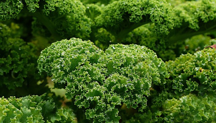 Grünes Grünkohlessen