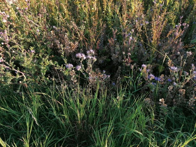 Stolpe mit Blühwiesen überziehen