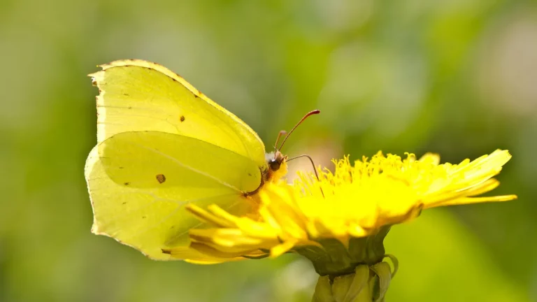 Gedicht zum Holocaust Gedenktag