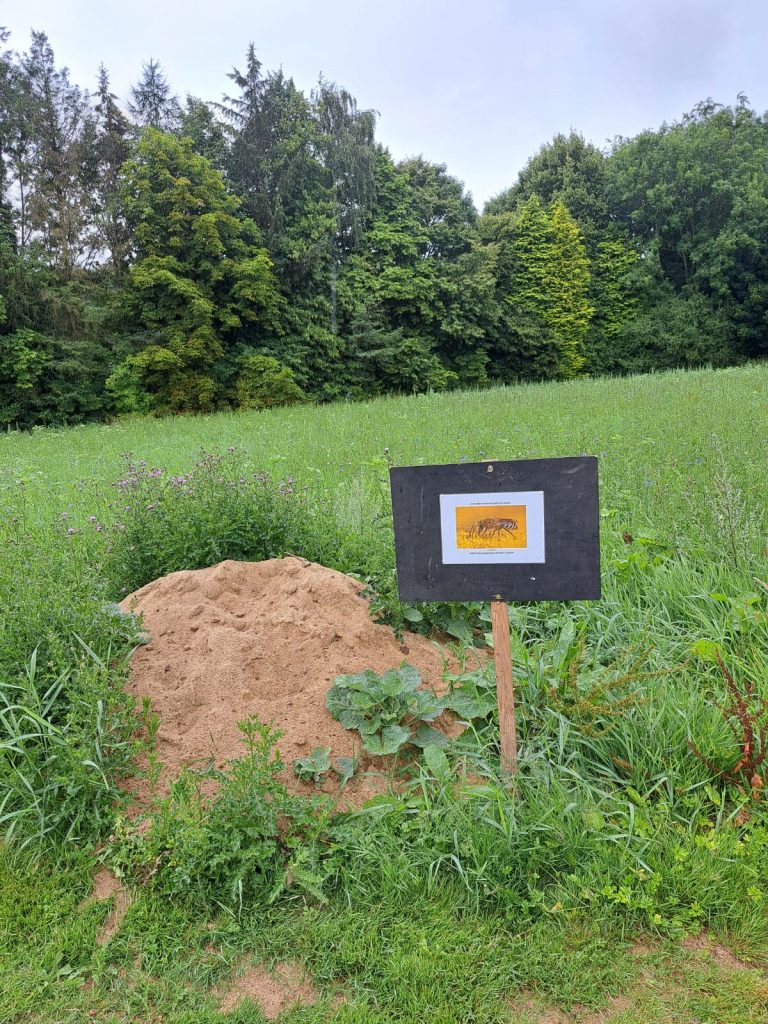 Blühwiesen – Challenge 2022