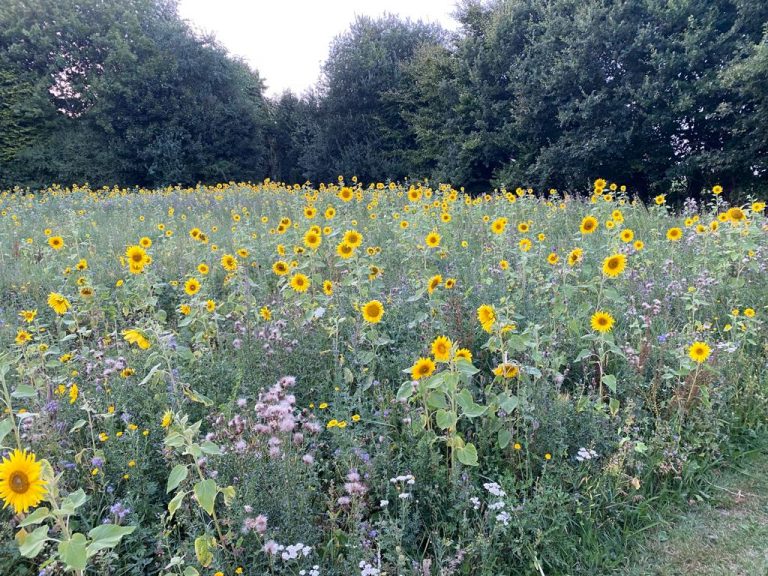 Fertige Blühwiese am DGH Stolpe