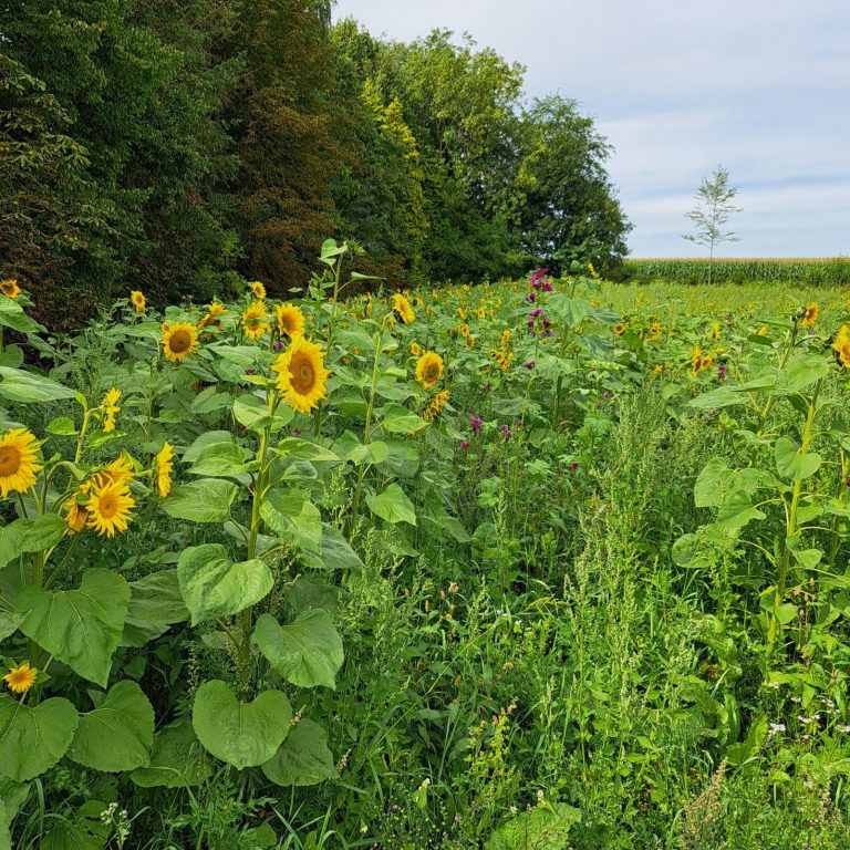 Grüne Blühwiesen-Challenge 2023 in Stolpe