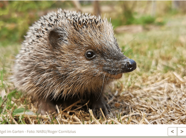 Wie können wir Igel schützen?