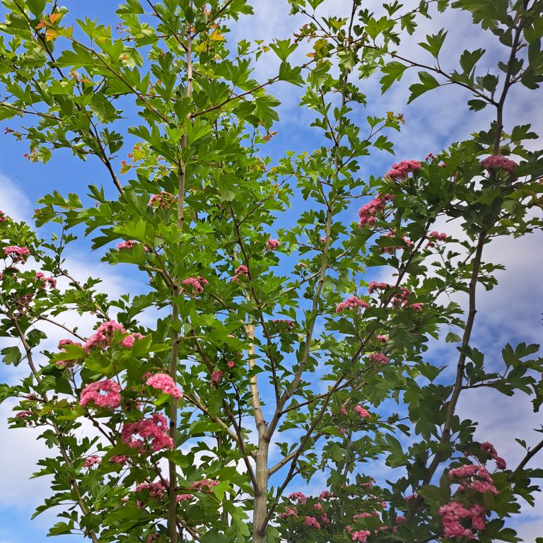 Der gespendete Rotdorn in der Stolper Bahnhofstraße blüht