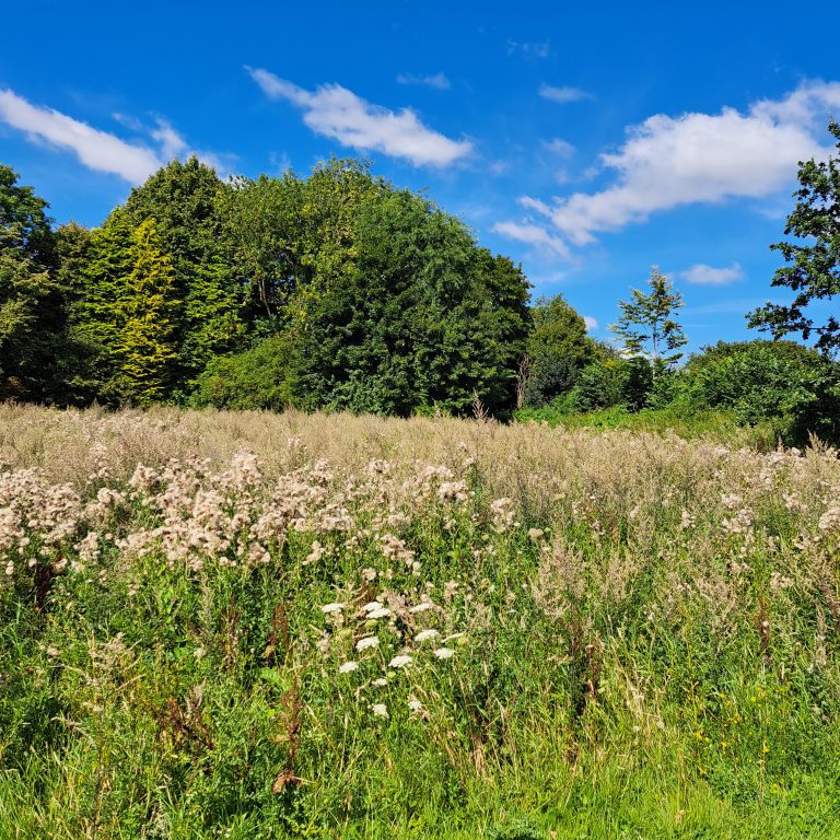 Blühwiese der Gemeinde Stolpe hinter dem DGH – im Juni und August