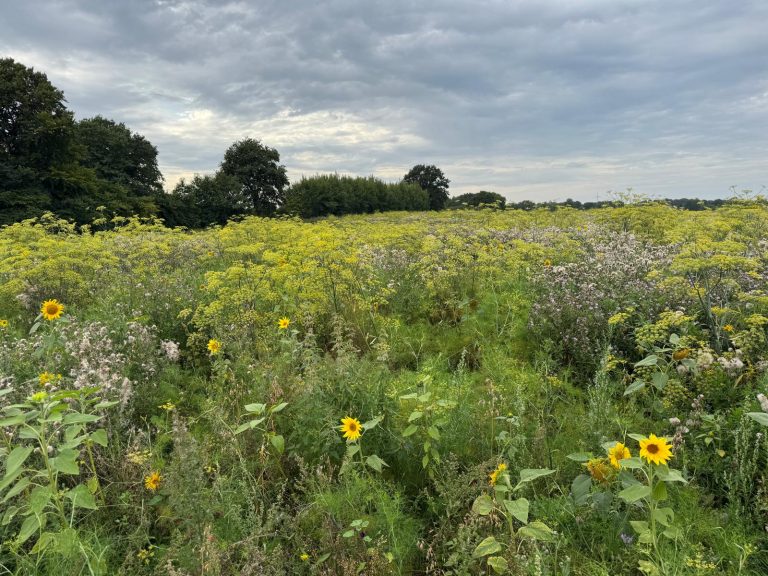 Blühwiesen in Stolpe August 2025